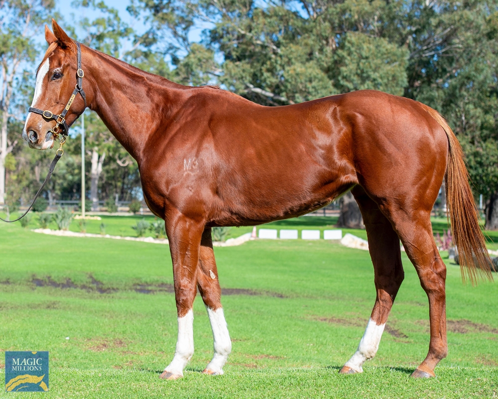 2024 Perth Winter Thoroughbred Sale Lot 118 Deep Field (AUS